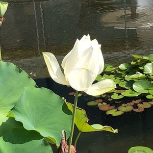 Meet your Posher, Roxanne